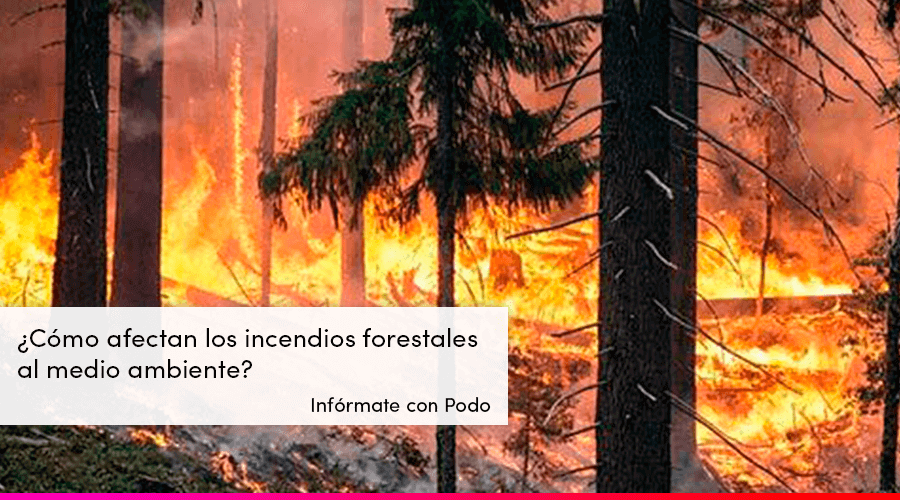 ▷¿Cómo afectan los incendios al medio ambiente?